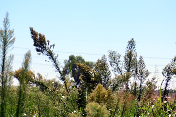 Canadian Horseweed prefers elevations from 1,00 to 8,000 feet (305-2,440 m) and may be found in a variety of habitats; upper and lower deserts, chaparral vegetation, pine/juniper areas, disturbed areas, irrigated crop lands, roadsides. Conyza canadensis